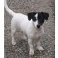 Peggy, Jack-Russell-Terrier - Hündin