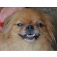 Peggy, Pekinese - Hündin
