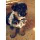 Peggy Perry Penny Polly, Deutscher Schäferhund Welpen - Hündin