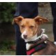 Peggy, Pinscher Mix - Hündin