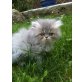 Peggy Sue, Perser - Katze