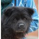 Pekin - Senior, Chow Chow (Mix??) - Rüde