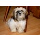 Pekinese - Hündin
