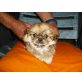 Pekinese - Hündin