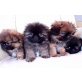 Pekinese - Hündin