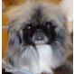 Pekinese - Hündin