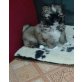 Pekinese - Hündin