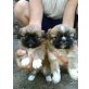 Pekinese - Hündin