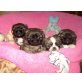 Pekinese - Hündin