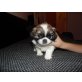 Pekinese/Japan-Chin Welpen - Hündin