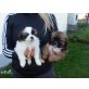 Pekinese - Rüde