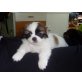 Pekinese - Rüde