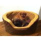 Pekinese - Rüde