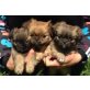 Pekinese - Rüde