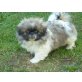 Pekinese Welpen - Hündin
