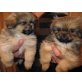Pekinese Welpen - Hündin