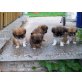 Pekinese Welpen - Hündin