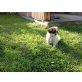 Pekinese Welpen - Hündin