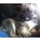 Pekinese Welpen - Hündin