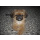 Pekinese Welpen - Hündin
