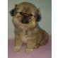 Pekinese Welpen - Hündin