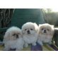 Pekinese Welpen - Rüde