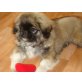 Pekinese Welpen - Rüde