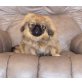 Pekinese Welpen - Rüde