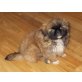 Pekinese Welpen - Rüde