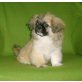 Pekinese Welpen - Rüde