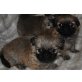 Pekinese Welpen - Rüde