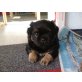 Pekinese+Yorksch - Rüde