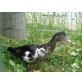 Pekingente - weiblich