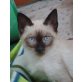 Peko, Siamesen - Kater