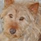 Pelajos, Pelajos, Rüde, Mix, kastr., ca.12 Jahre - Rüde