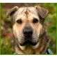 Pella, Shar-Pei-Mix - Hündin