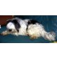 Pelu, Shih Tzu - Rüde