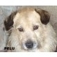 Pelu-wünscht sich so sehr ein Zuhause !!!, Mischling - Rüde