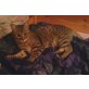 Peluche, hübscher Grautiger - Kater