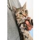 Peluco, liebes Kerlchen - Kater