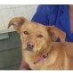 Pelusa, Golden Retriever Mix - Hündin