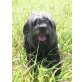 Pelut,  Perro del Aqua - Mix - Rüde