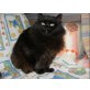 Pelut, Perser- Mix - Kater