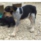 Pemete, terrier Welpen - Rüde