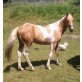 Pending, Paint Horse - Hengst