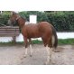 Pending, Paint Horse - Stute