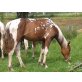 Pending, Paint x Pinto Hengstfohlen - Hengst