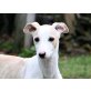 Penelope, Galgo Español - Hündin