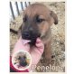 Penelope, Mischling Welpen - Hündin
