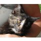 Penelope - hübsch & lieb (ca. 8 Wochen) - Katze